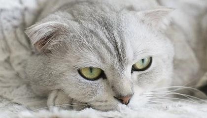 九游游戏中心-国际滑雪障碍赛中国选手跻身八强,滑雪障碍追逐国家队