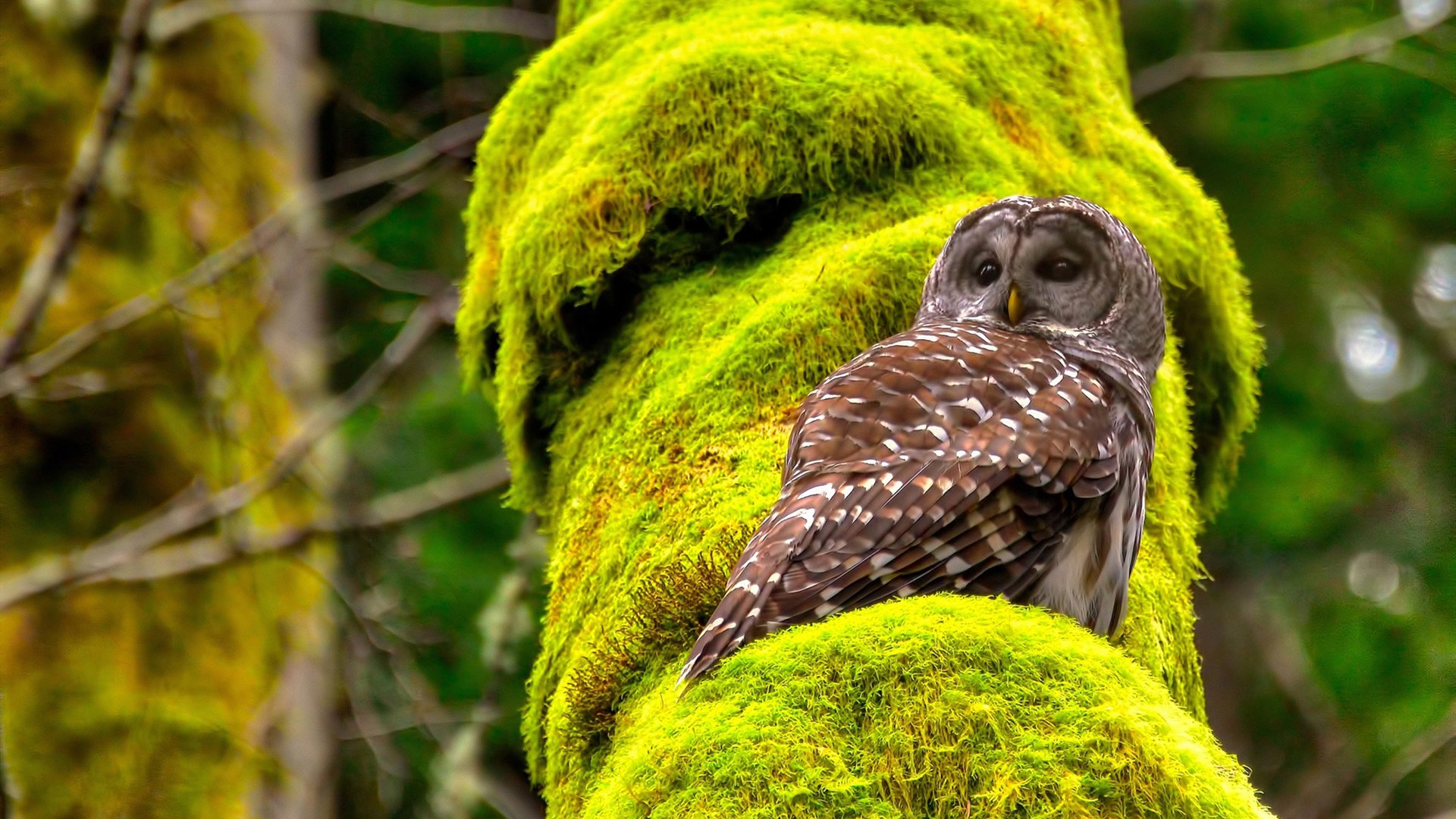 明日方舟国际联赛火箭发射，战术PK热浪袭来，明日方舟 火力网