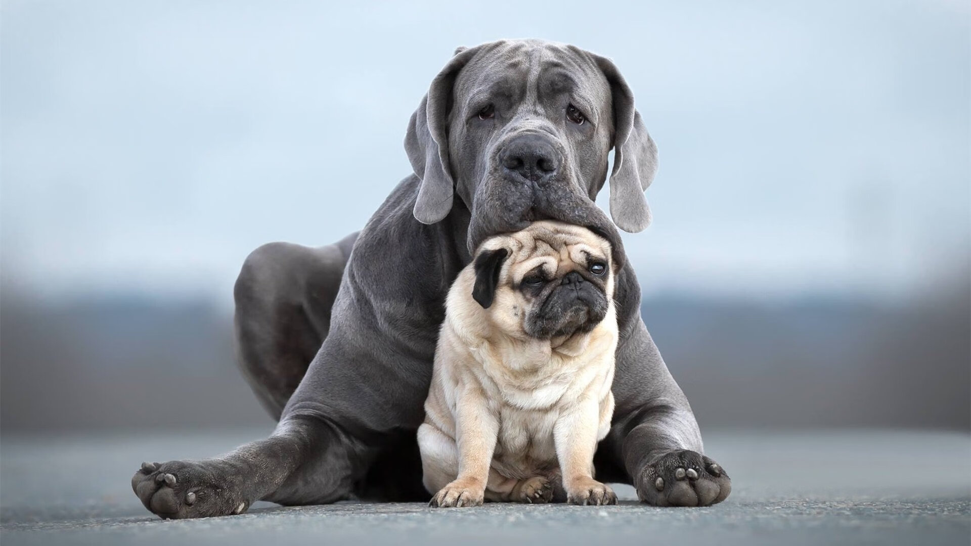 英超顶级赛,关键扑救成比赛最大亮点,英超十佳扑救