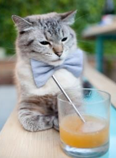 墨尔本联替补阵容深度提升,墨尔本联队vs国王