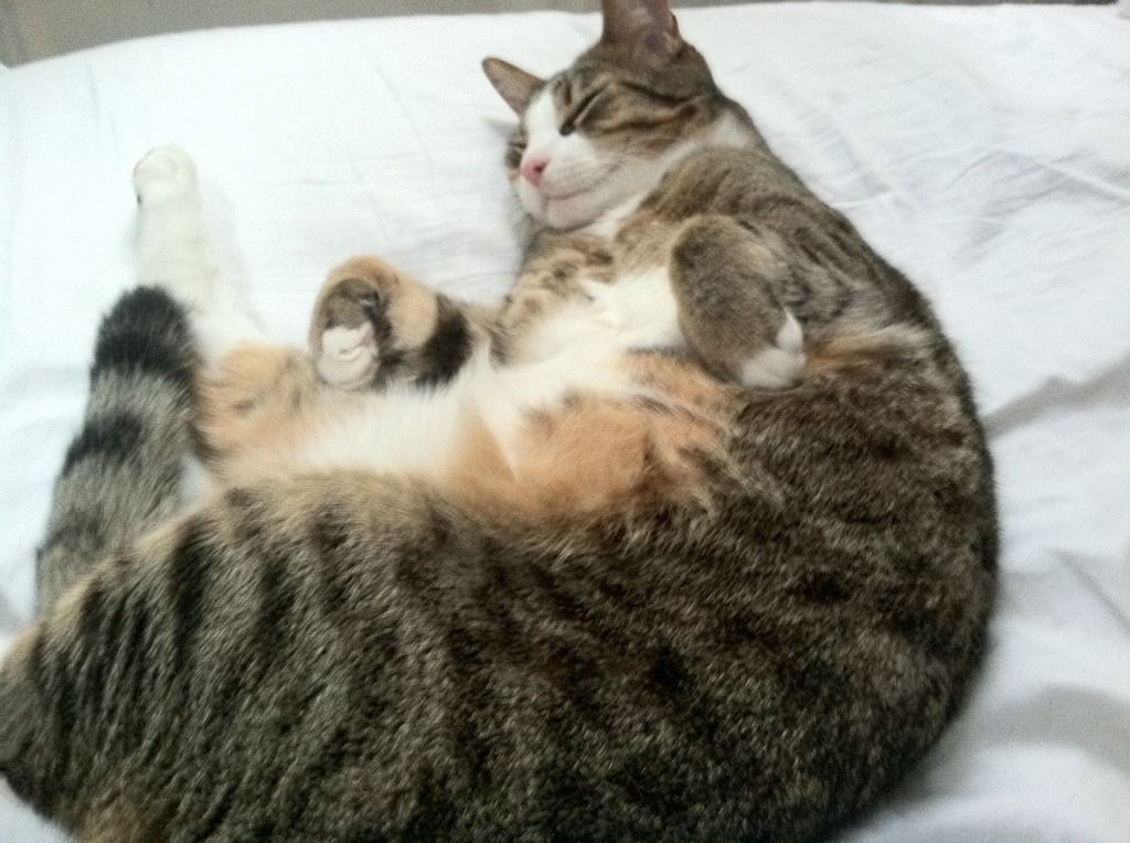 九游用户空间-女足比赛中，中国队员赵某连入两球，中国女足被球迷们亲切地称为