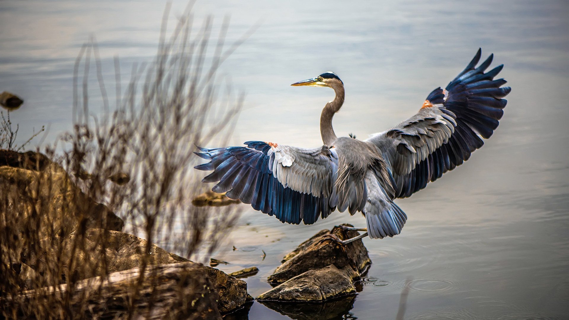 智利神锋梅开二度,帮助球队夺冠,智利神锋梅开二度,帮助球队夺冠是哪一集