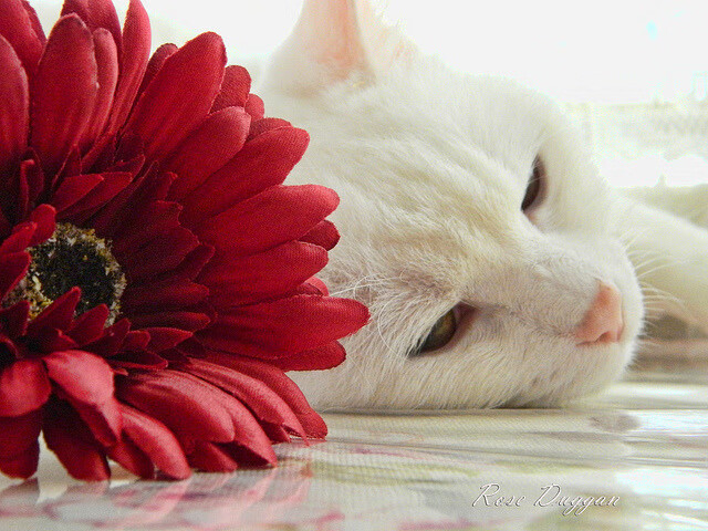 法甲焦点战巴黎再胜,姆巴佩破门成制胜英雄,2020年法甲最佳姆巴佩