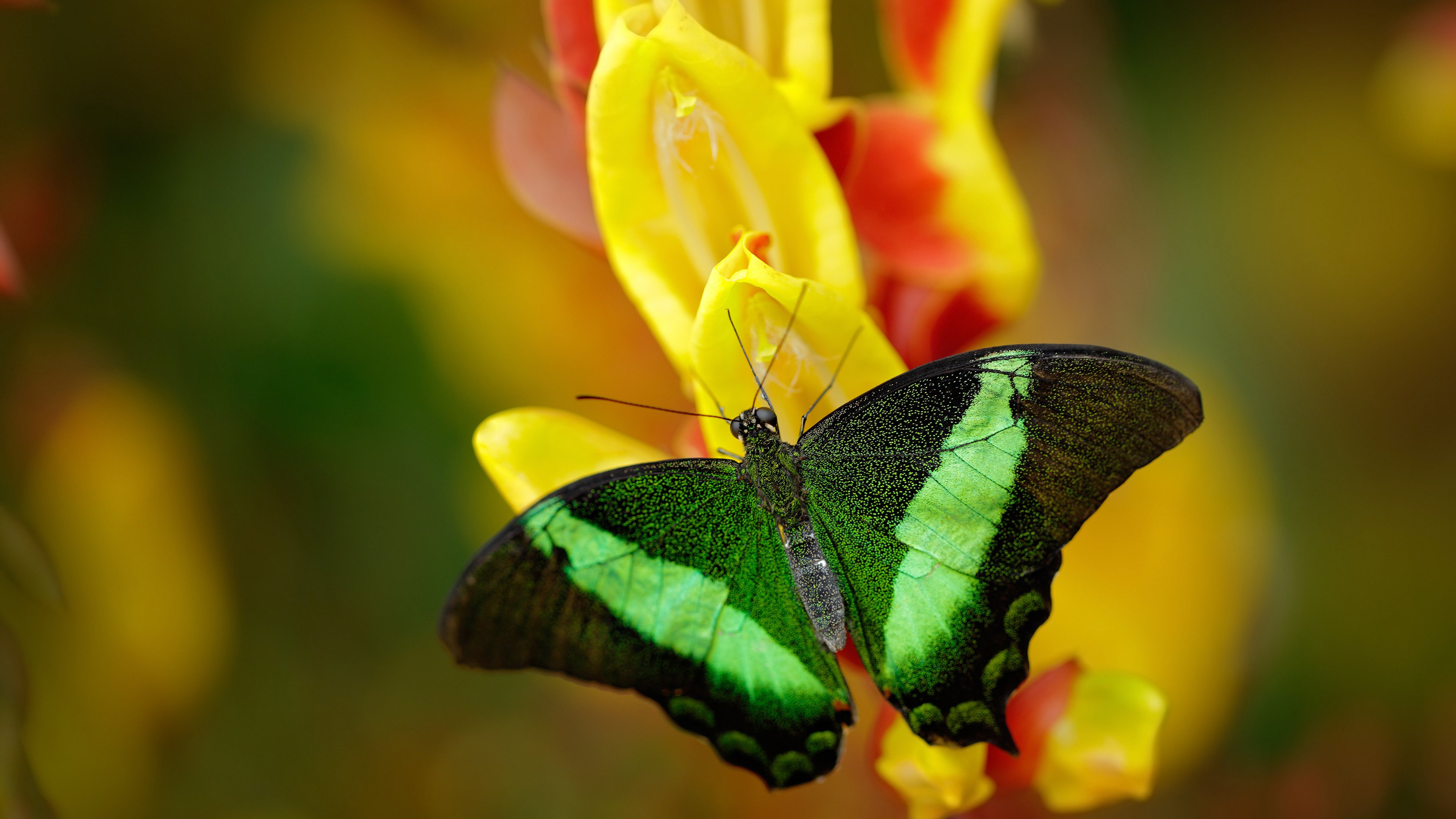 直播平台合作升级公告,直播平台合作升级公告模板