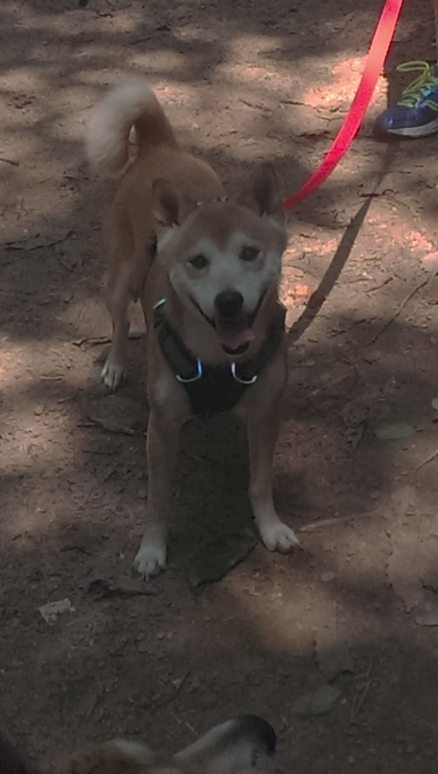 九游游戏中心-全国冬季铁人三项赛黑龙江队大获全胜，冬季铁人三项世界杯赛