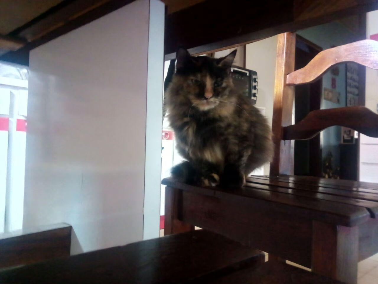 新战队组建计划曝光多名自由人加入试训，战队自由人什么意思