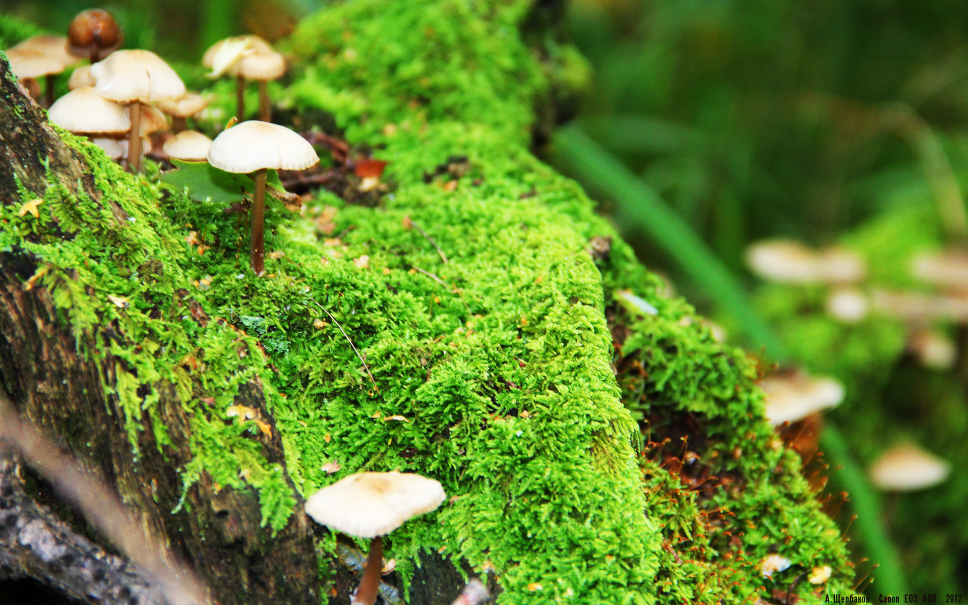 九游娱乐中心-莱索托男篮在非洲赛场中谋求突破，电视关注度不断提升