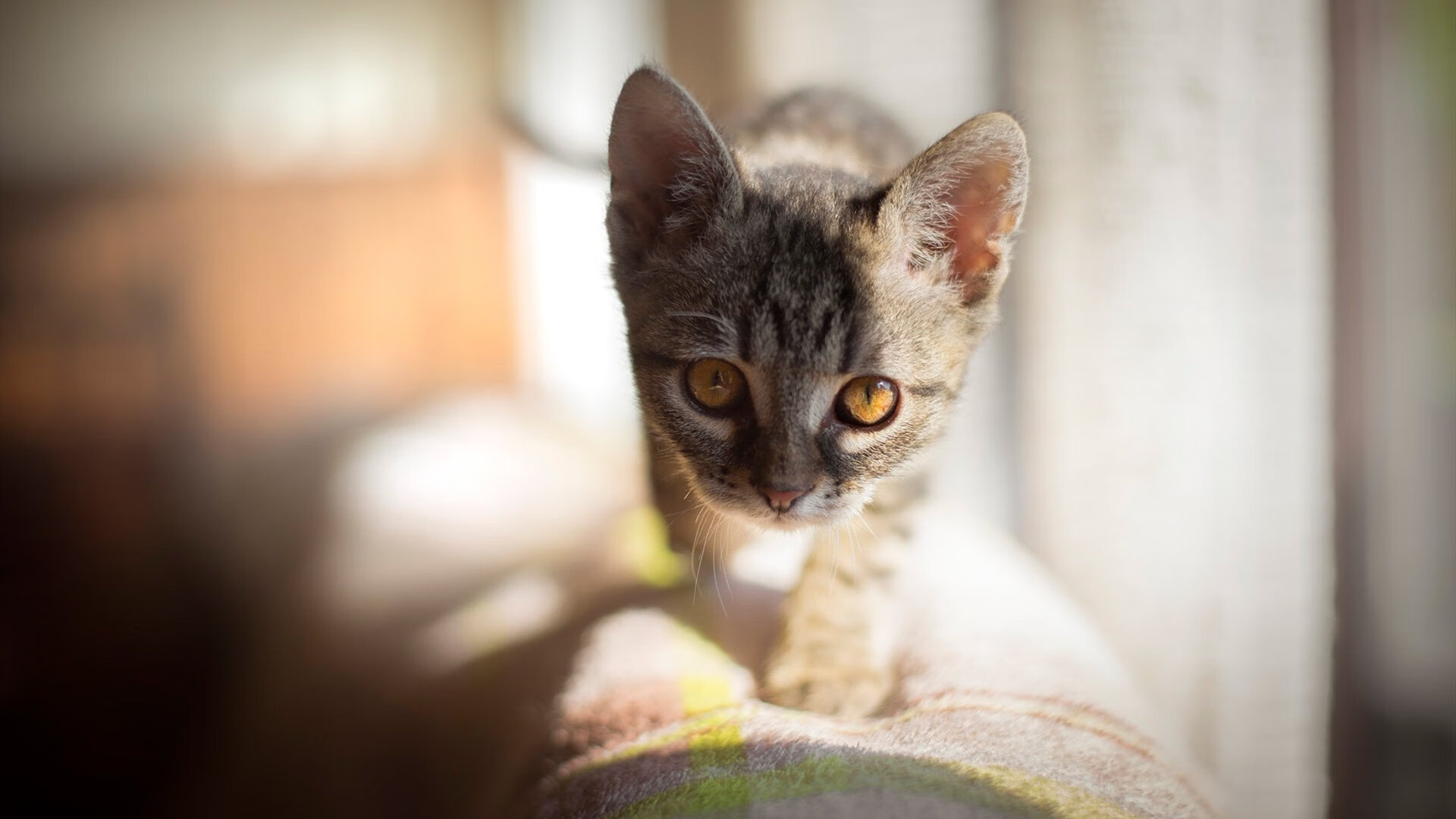 九游(jiuyou)官方网站-跳水动作质量高奥地利获好评，奥运跳水澳大利亚